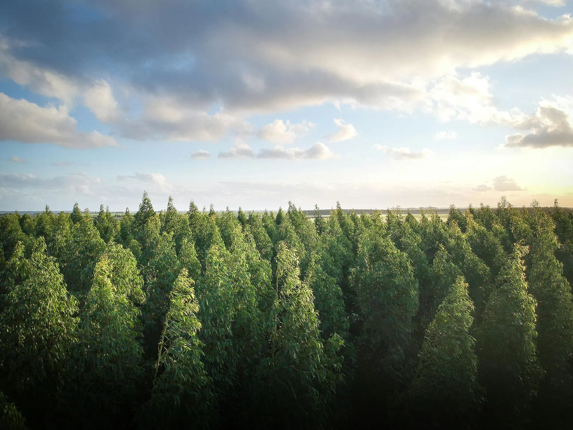 Environmental-Management-System